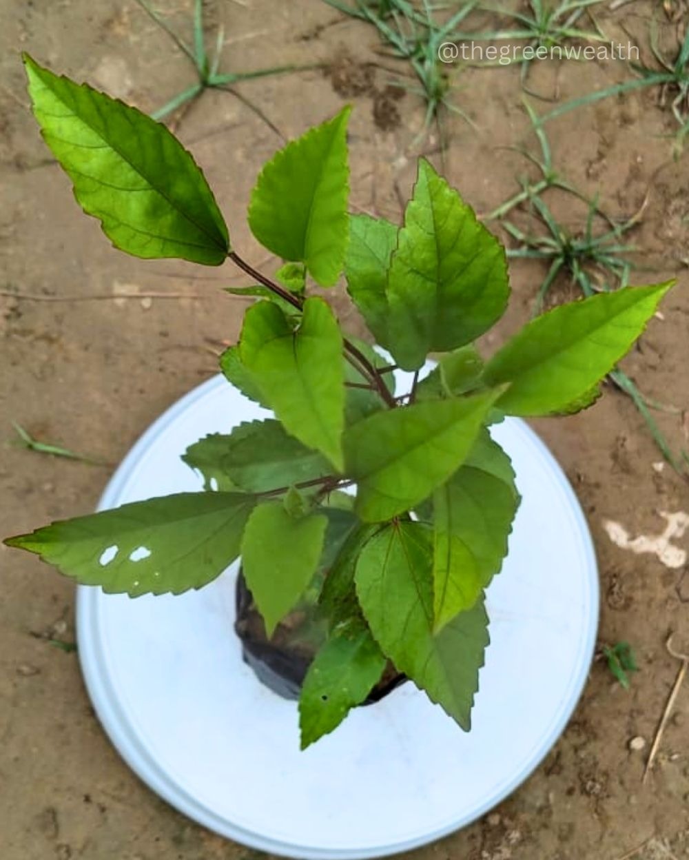 Hibiscus - 5 Inch Grow Bag