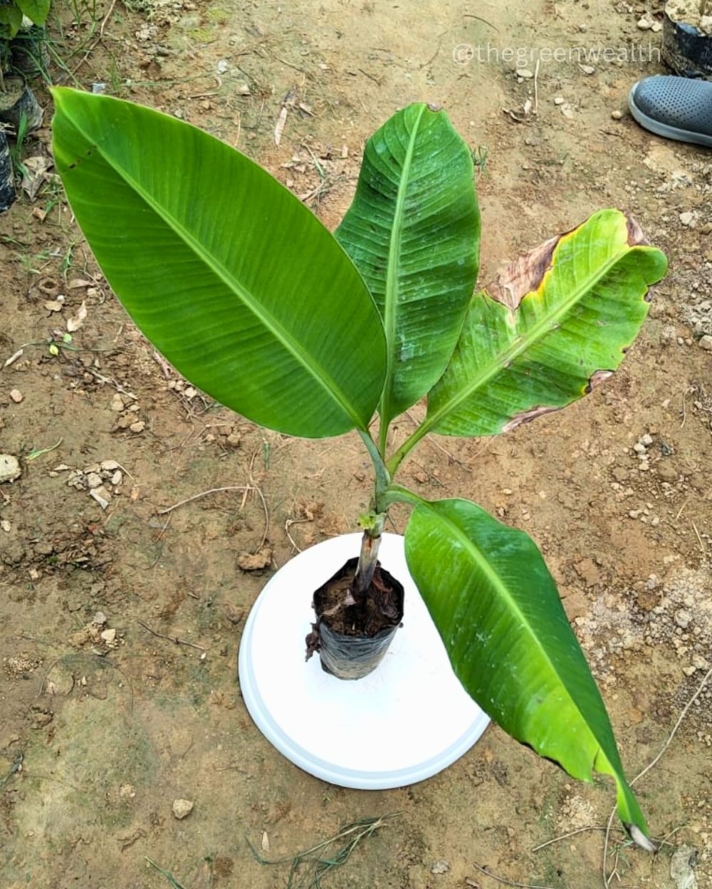 Banana  - 7 Inch Grow Bag