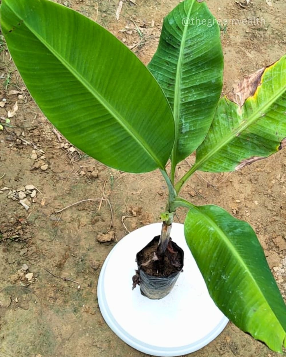 Banana  - 7 Inch Grow Bag