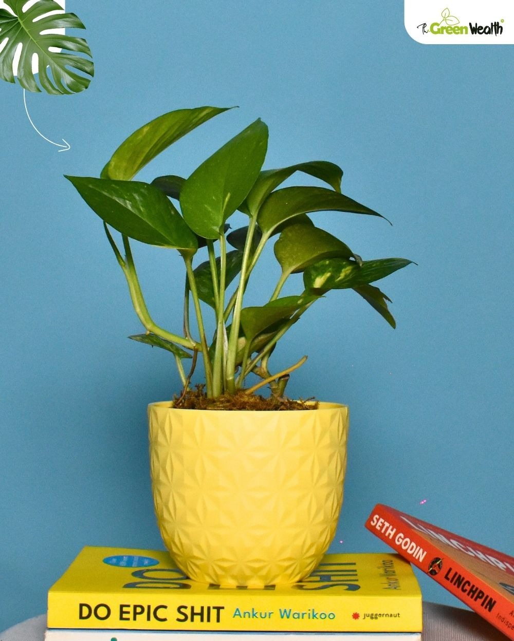 TGW Money Plant in Verona Diamond Planter - 4 Inch, Yellow