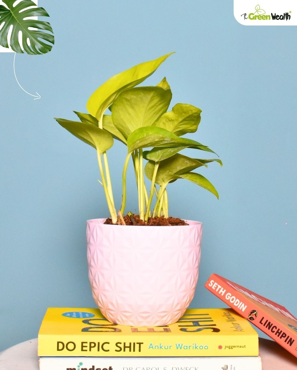 TGW Golden Money Plant in Verona Diamond Planter - 4 Inch, Pink