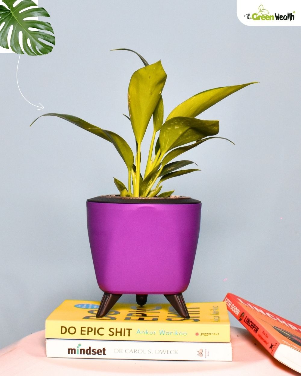 TGW Philodendron Birkin In Self Watering Lagos Pot - 4 Inch, Purple