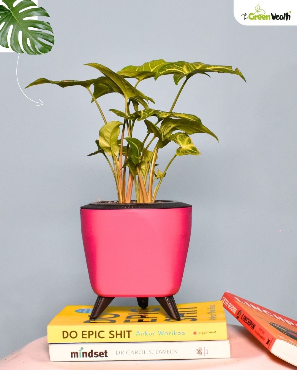 TGW Syngonium In Self Watering Lagos Planter - 4 Inch, Pink