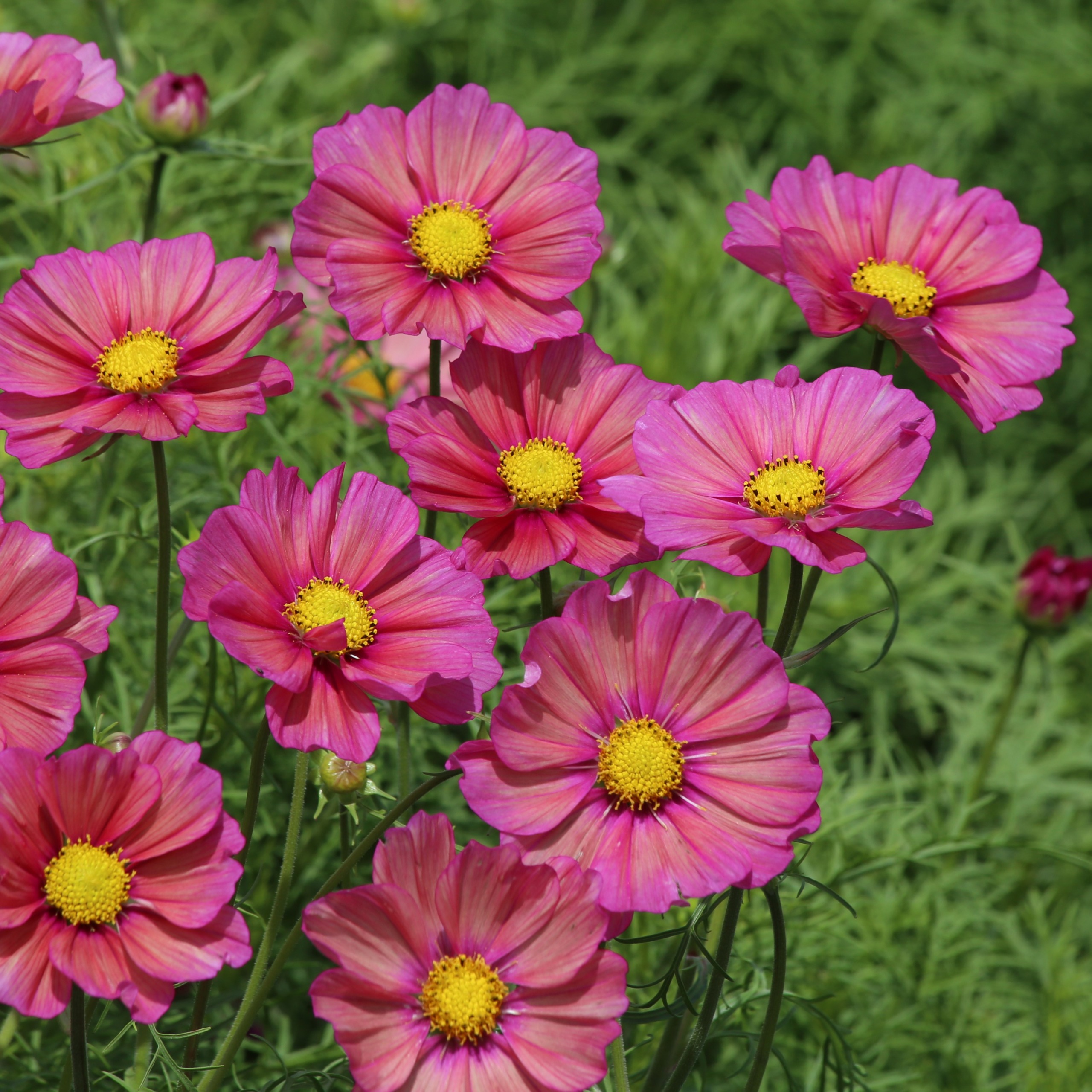 COSMOS SEEDLING