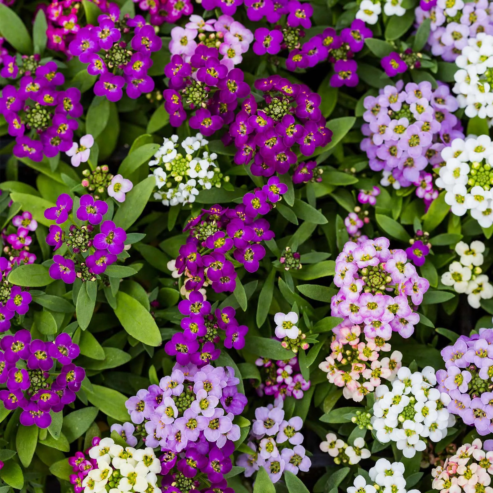 ALYSSUM SEEDLING