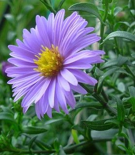 ASTER SAPLING