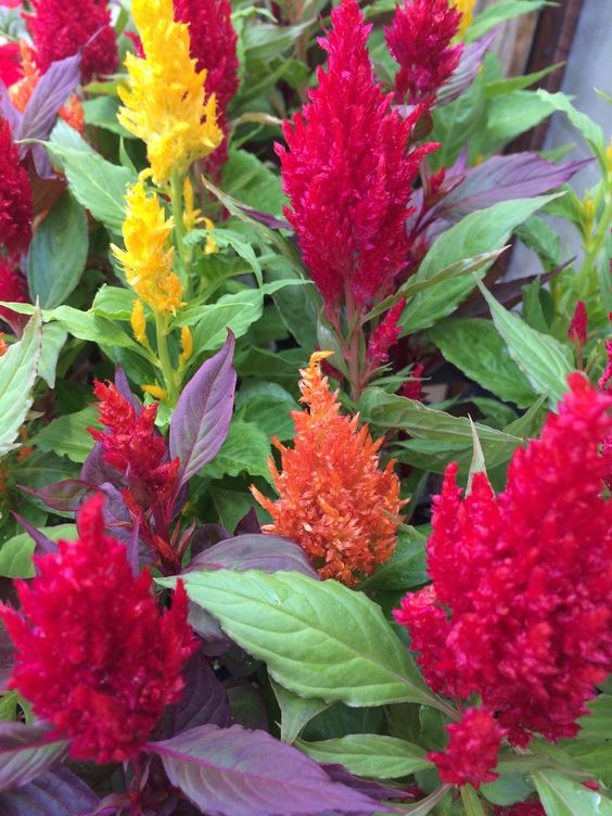 CELOSIA SEEDLING