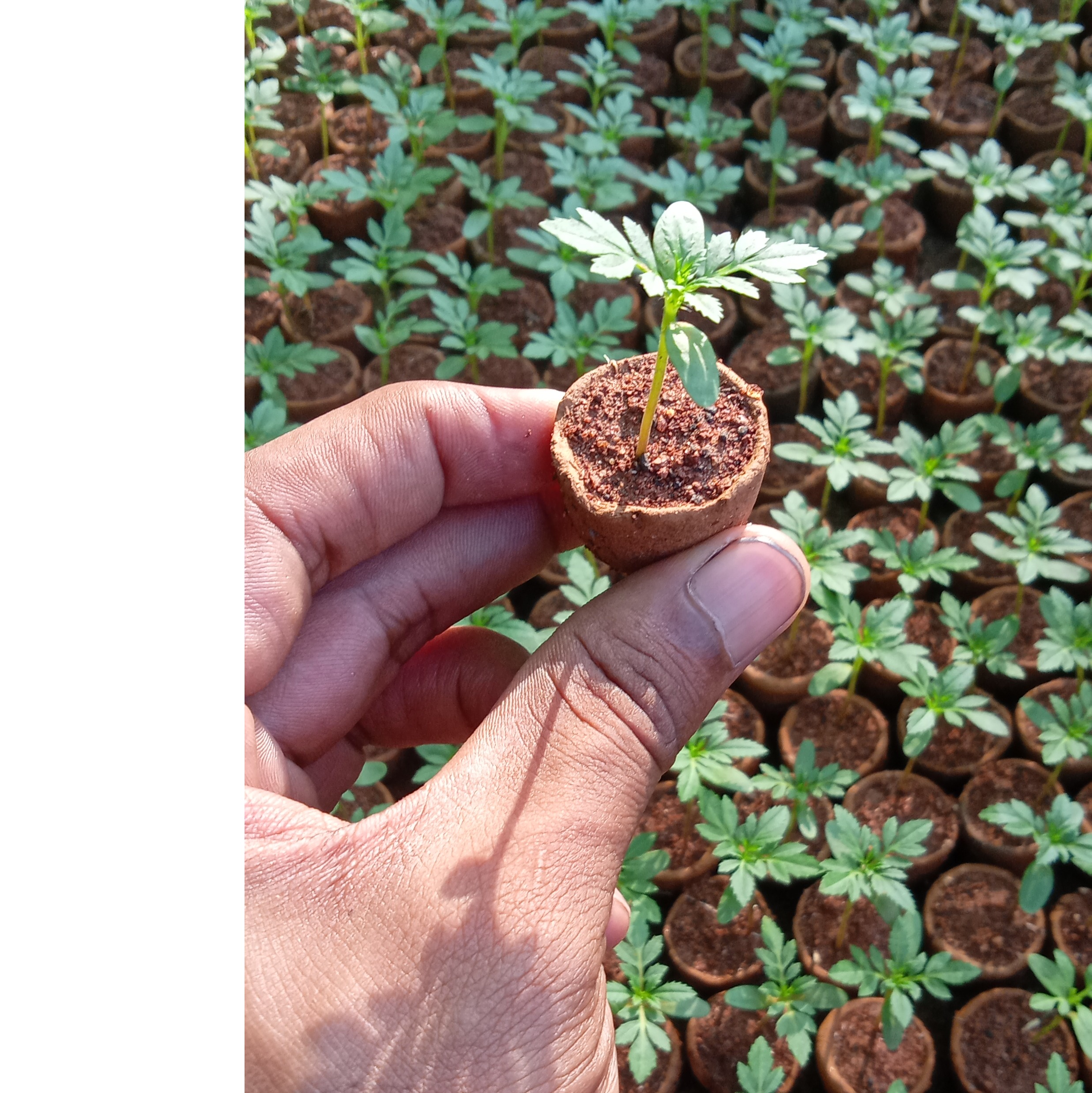 ZINNIA SEEDLING