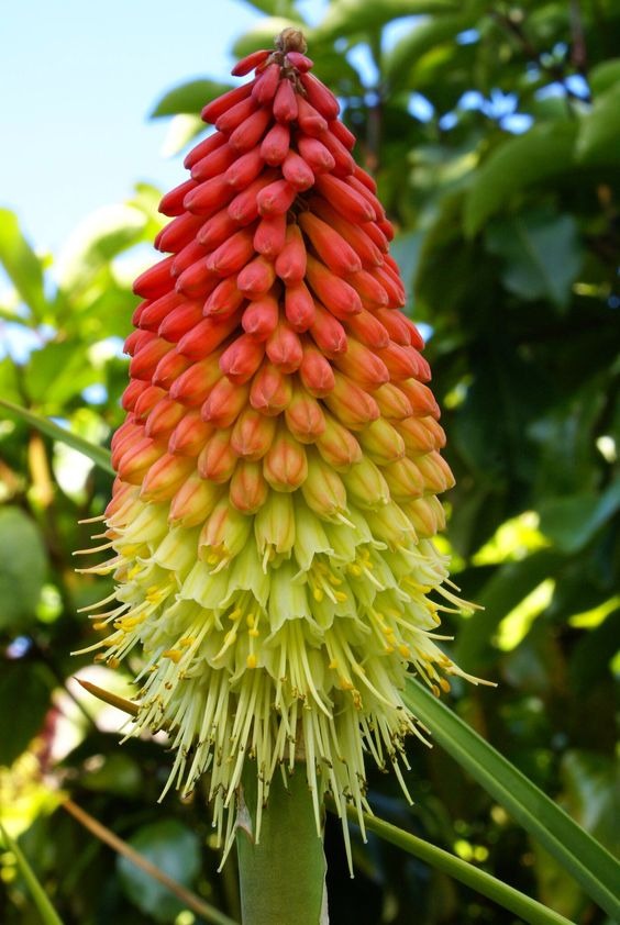 KNIPHOFIA SEEDLING