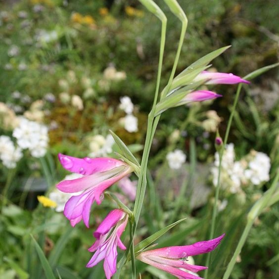 Gladiolus Bulb