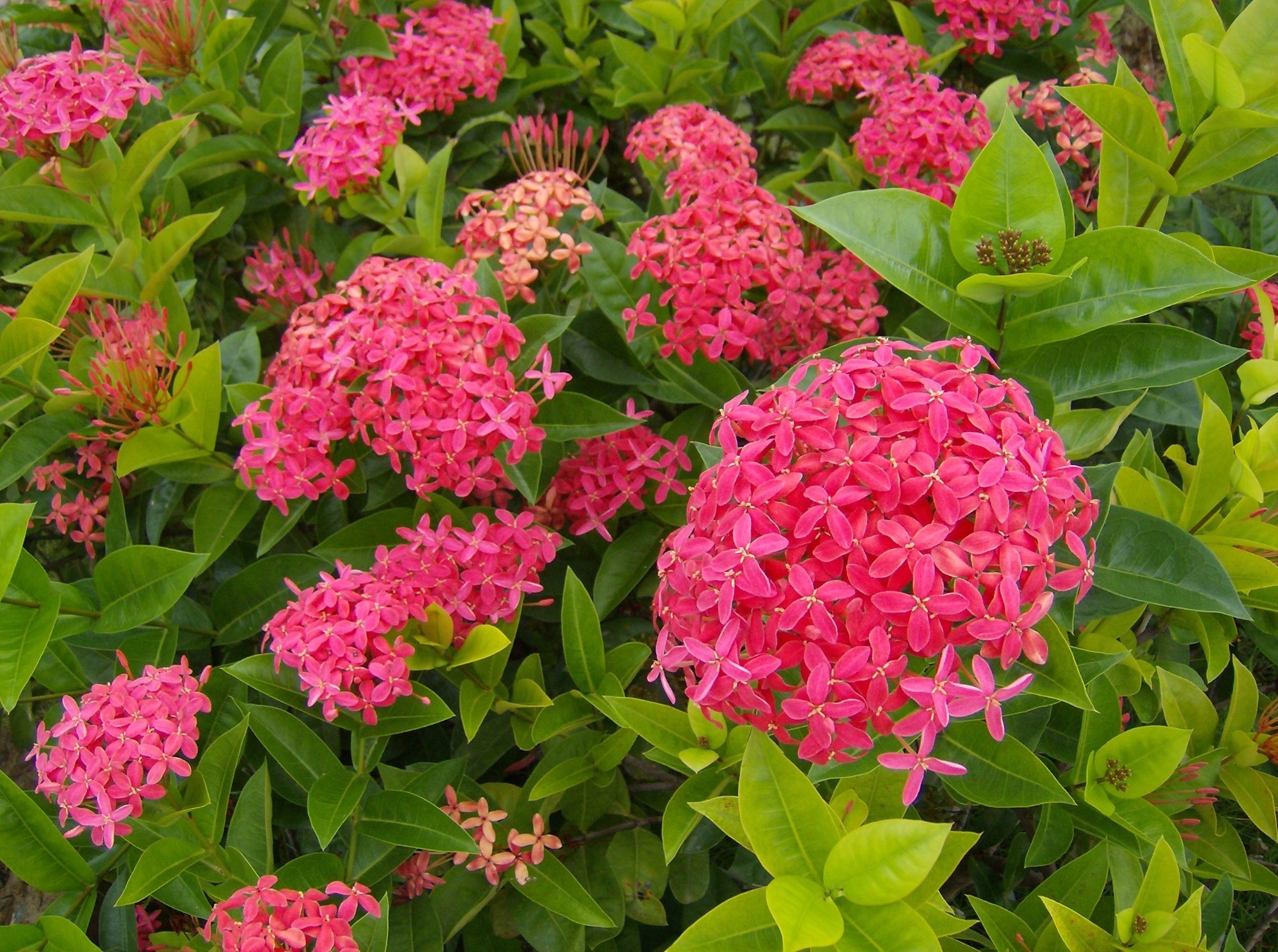 Ixora Dwarf Jungle Geranium (50 Pcs.)