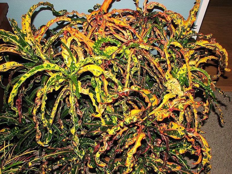 Dreadlocks Croton Sapling (100 Pcs.)