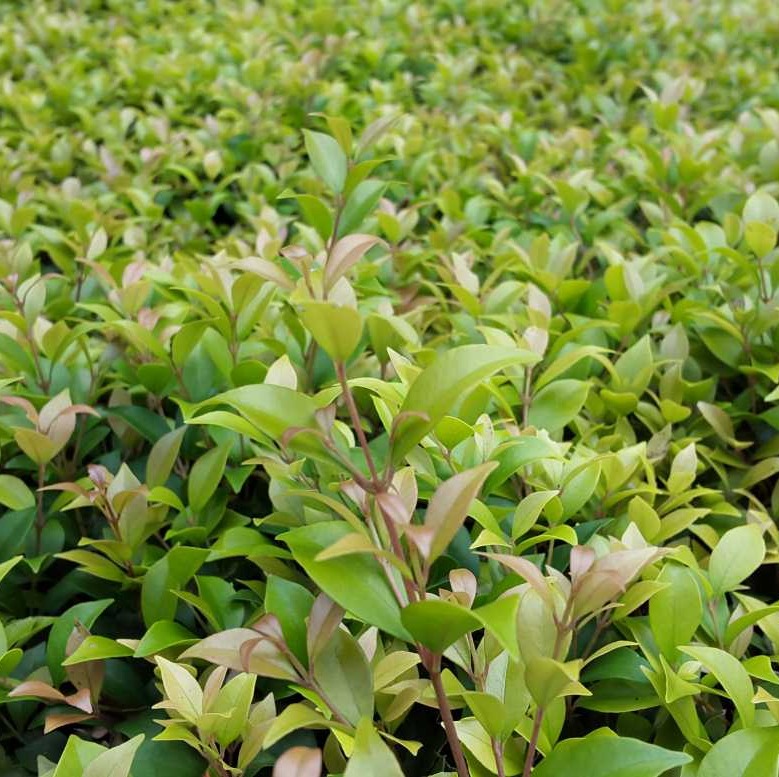 Syzygium - Allyn Magic Sapling (100 Pcs.)