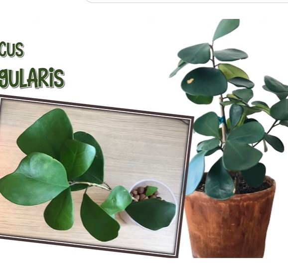 Ficus Triangularis