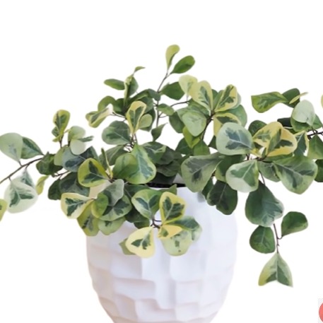 Ficus Triangularis Variegated
