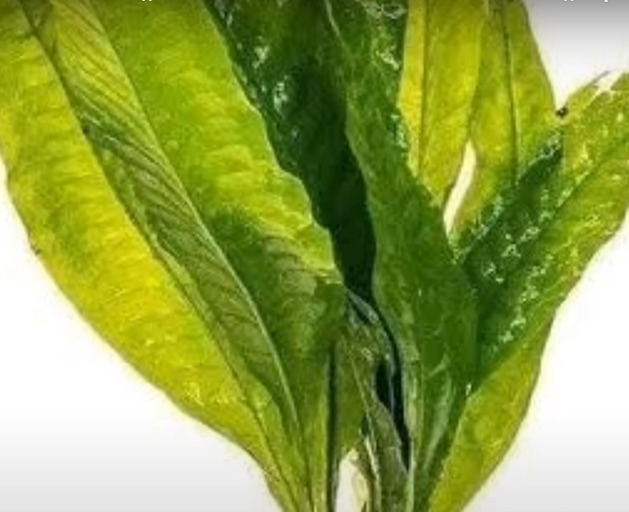 Java Fern