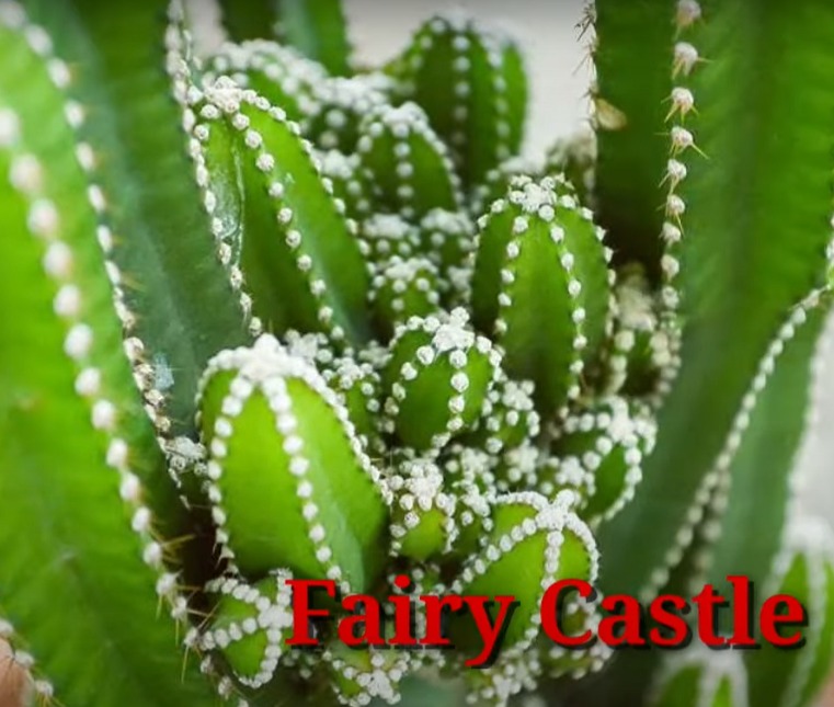 Cactus Fairy Castle