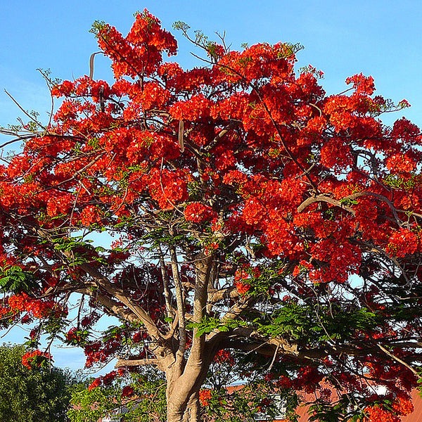 Gulmohar Plant (Royal poinciana)