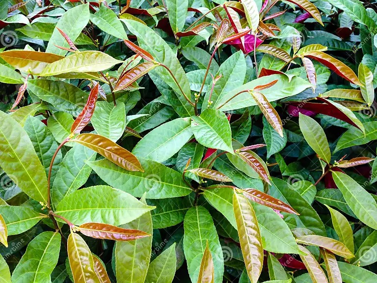 Chinese Croton (50 Pcs.)