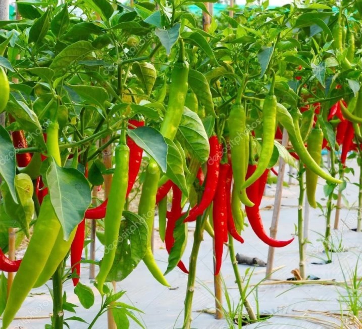 Green Chilies (Hari Mirch) Seedling (200 Pcs.)