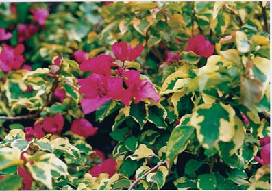 Bougainvillea Variegated Royal Dauphine (50 Pcs.)