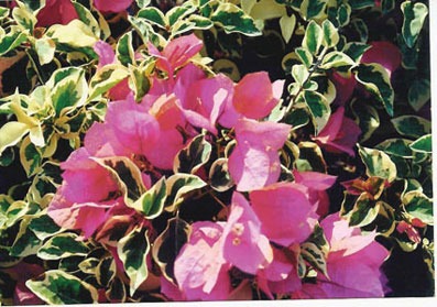 Bougainvillea Variegated Royal Dauphine (50 Pcs.)