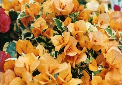 Bougainvillea Variegated Royal Dauphine (50 Pcs.)