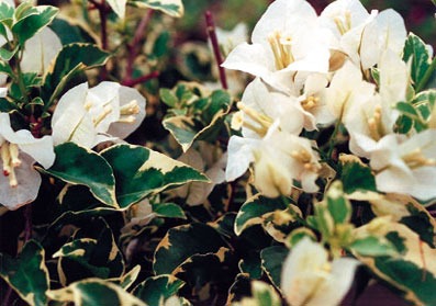 Bougainvillea Variegated Royal Dauphine (50 Pcs.)