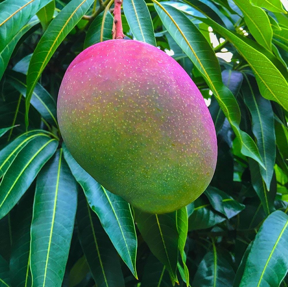 Mango Plant (50 Pcs.)