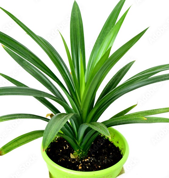 Pandan Plant