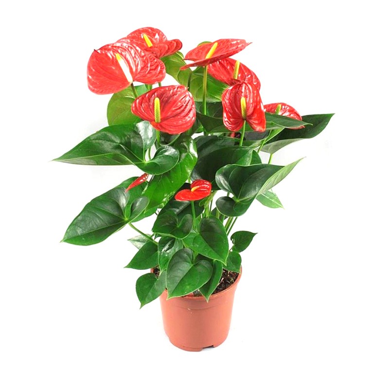 Anthurium Andraeanum Red Sapling (100 Pcs.)