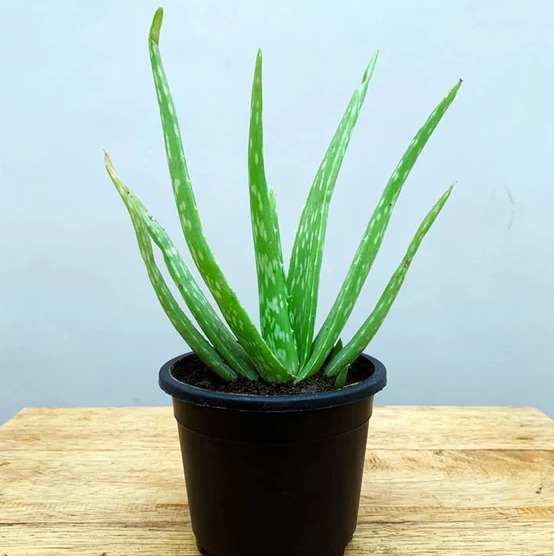 Aloe Vera Plant (50 Pcs.)