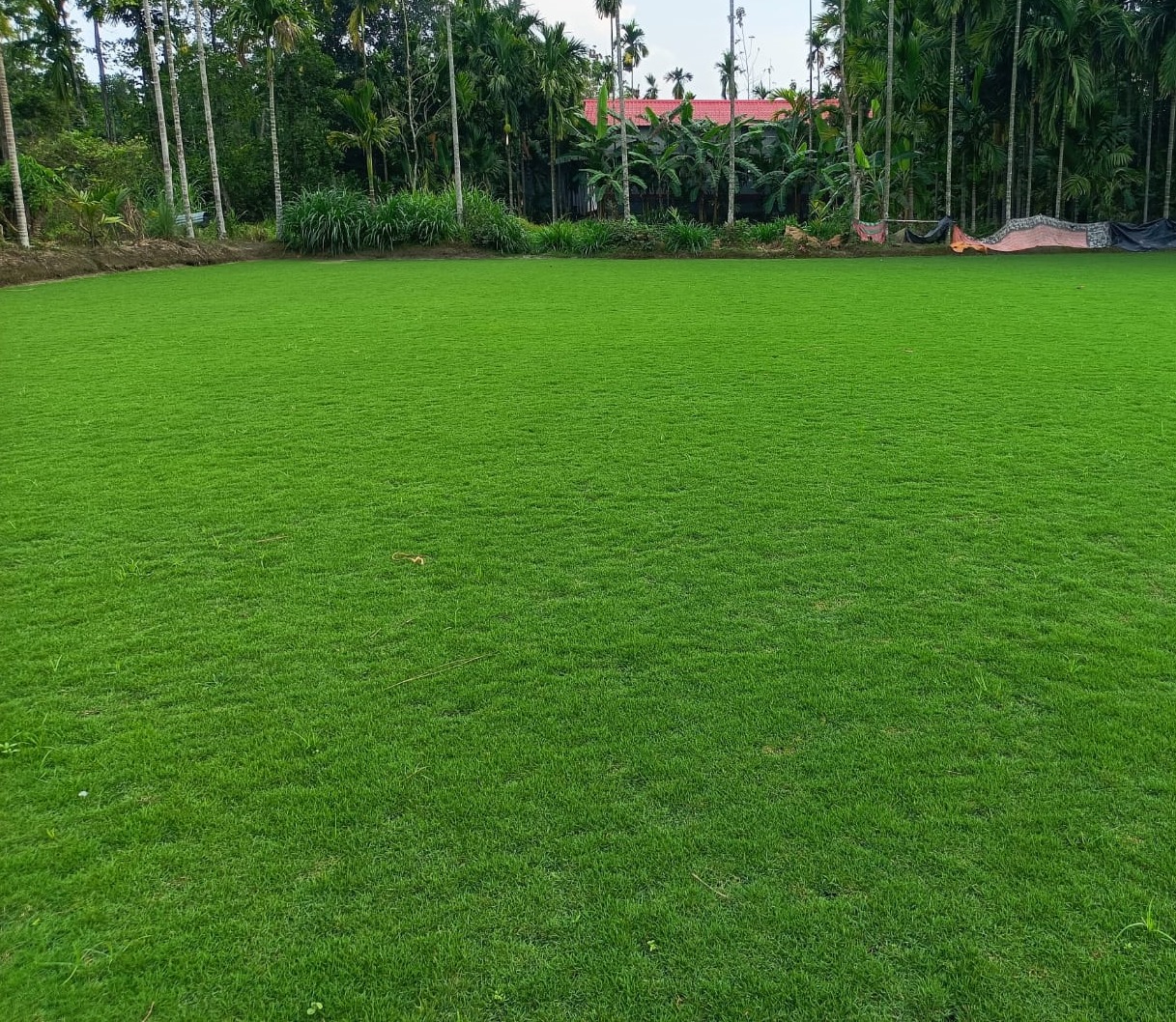 Lawn Grass (100 SQF.)