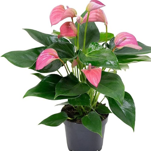 Anthurium Pink Explosion Sapling (100 Pcs.)