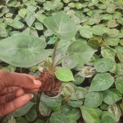 Alocasia Wentii Seedling (100 Pcs.)