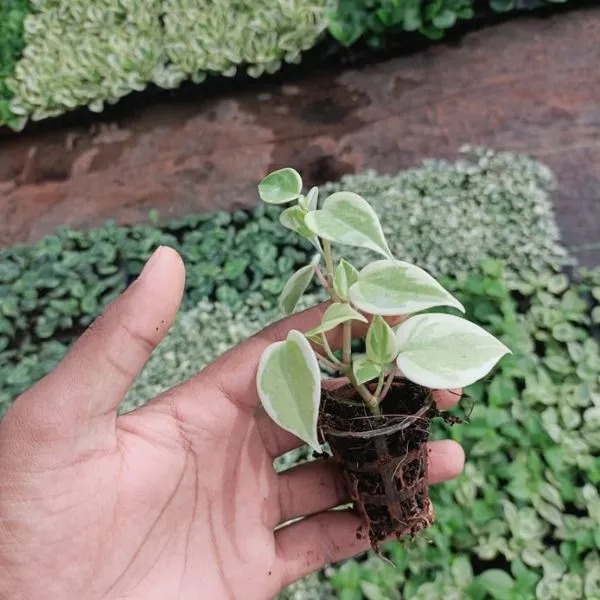 Peperomia Polybotrya Variegated (100 Pcs.)