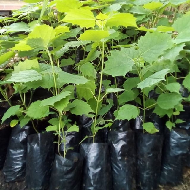 Goomar Teak Sapling (100 Pcs.)