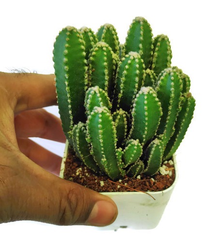 Cactus Fairy Castle Sapling (100 Pcs.)