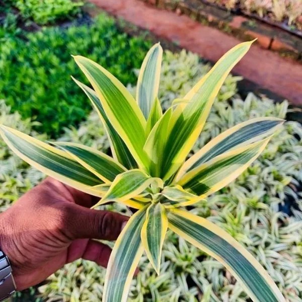 Dracaena Reflexa (Song Of India) Sapling (100 Pcs.)