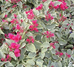 Bougainvillea Variegated Rubra (50 Pcs.)