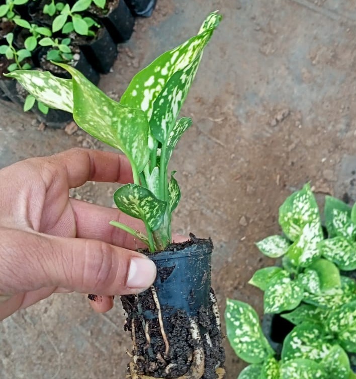 Aglaonema Snow White Sapling (100 Pcs.)