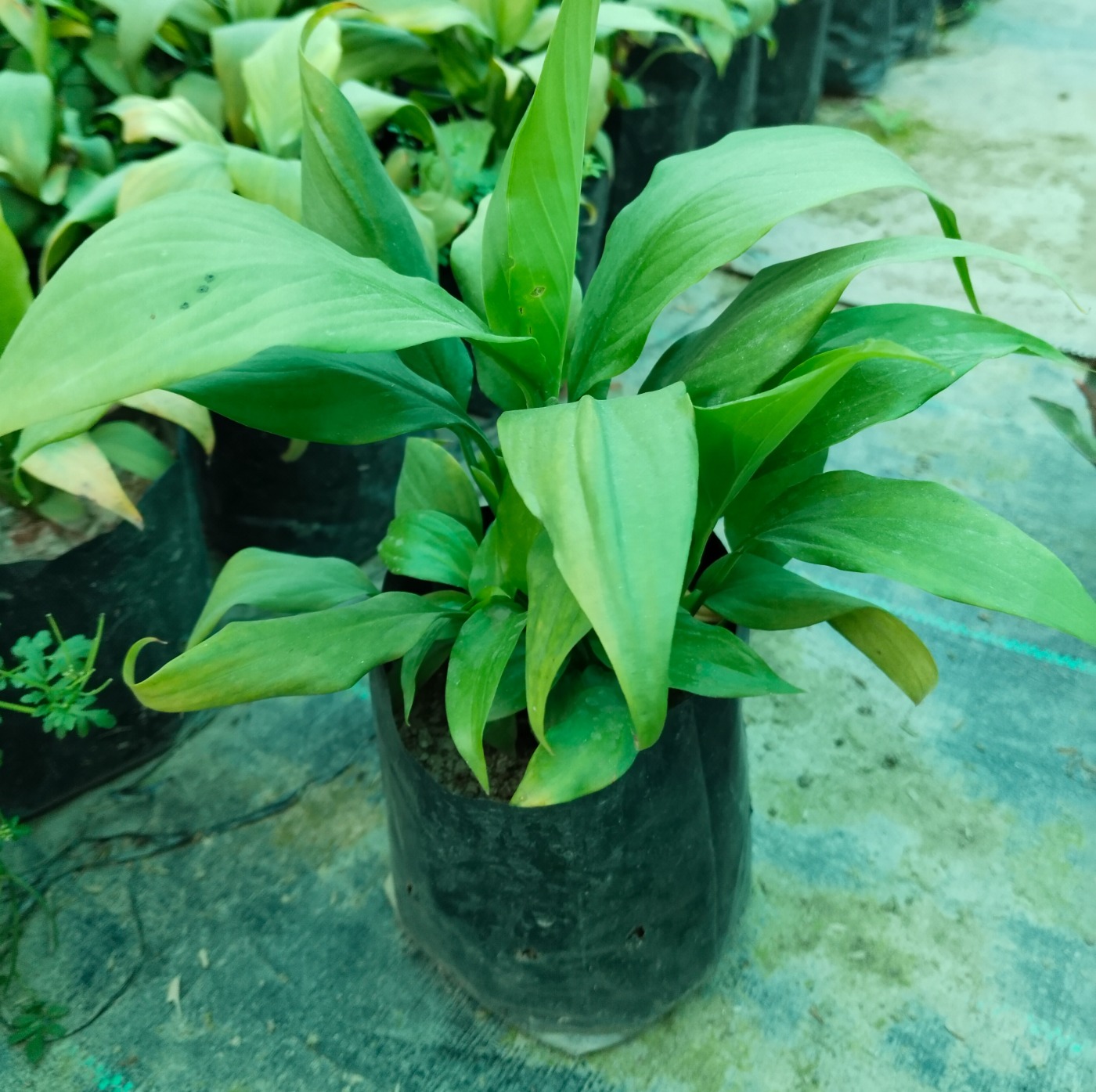 Peace lily (50 Pcs.)