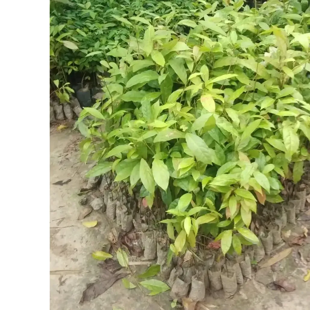 Indian Olive Plant Seedling (100 Pcs.)