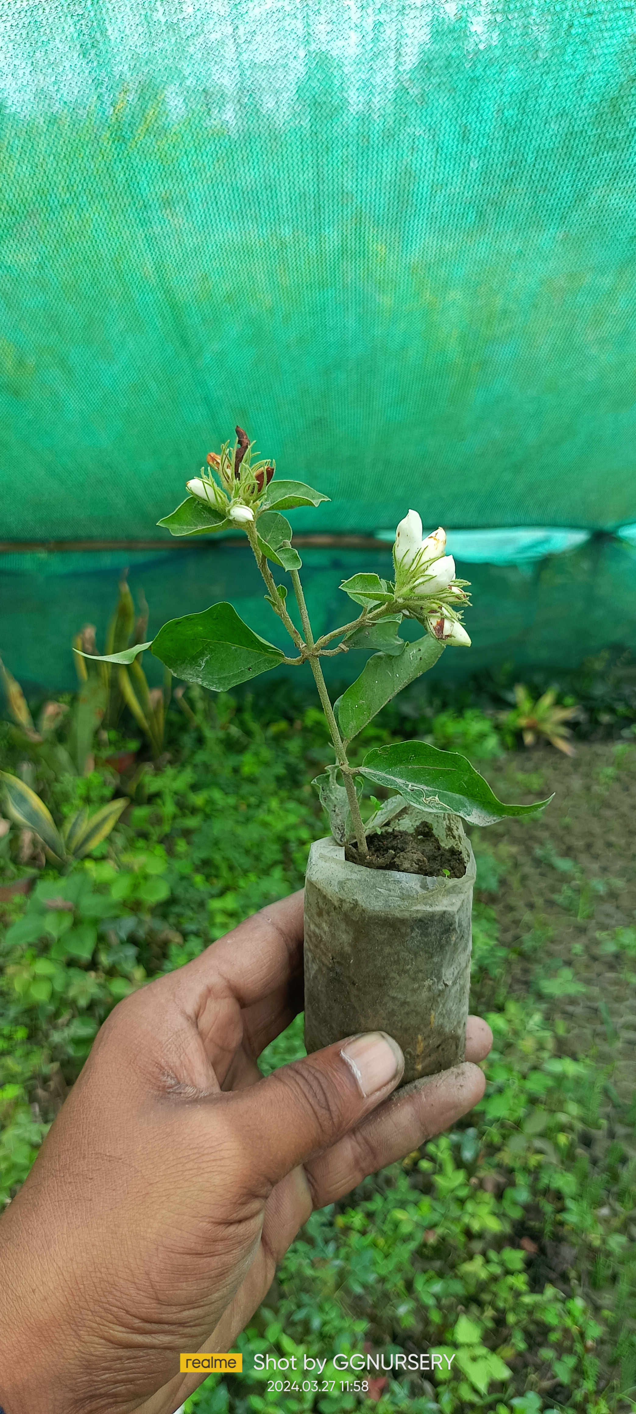 Parijat - Night Flowering Jasmine Sapling (100 Pcs.)