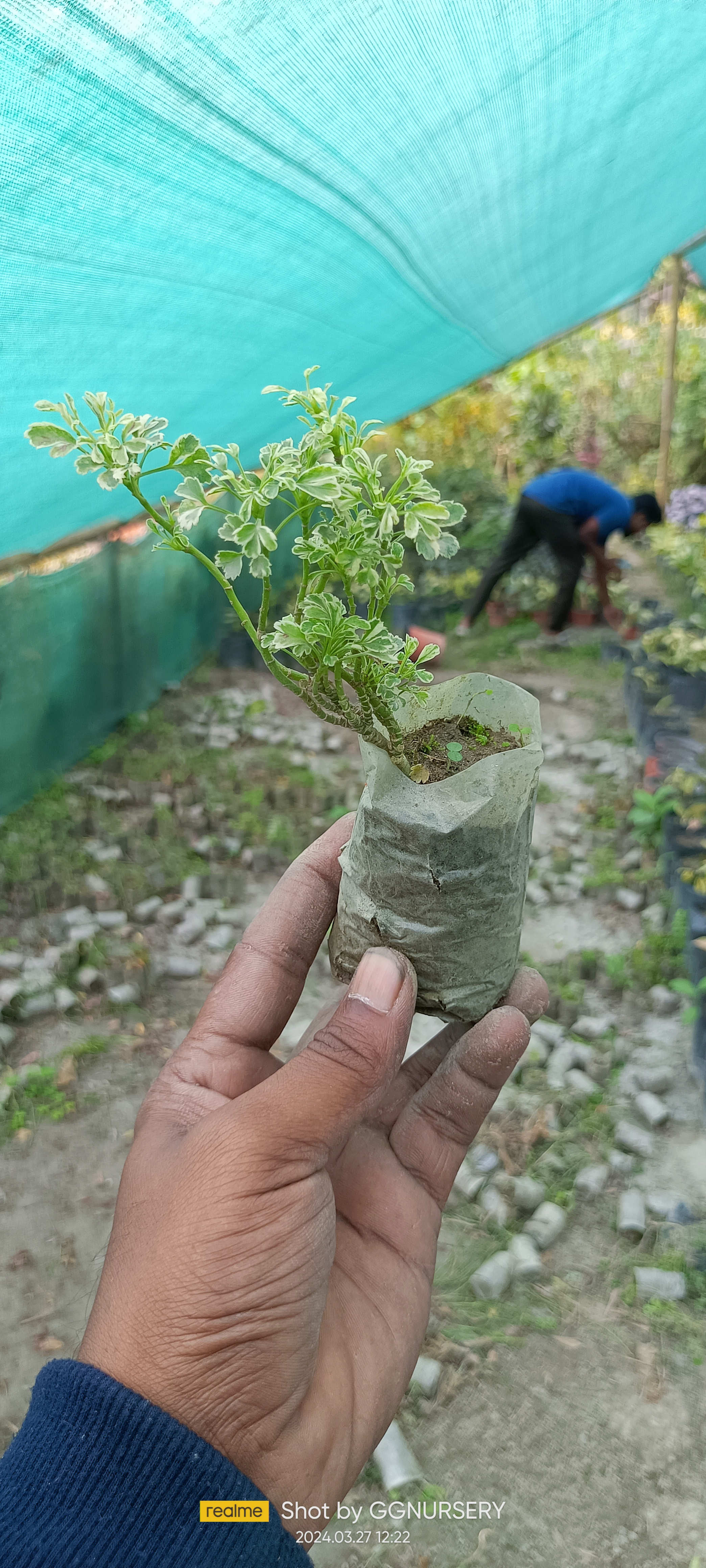 Aralia Miniature Sapling ( 100 Pcs.)