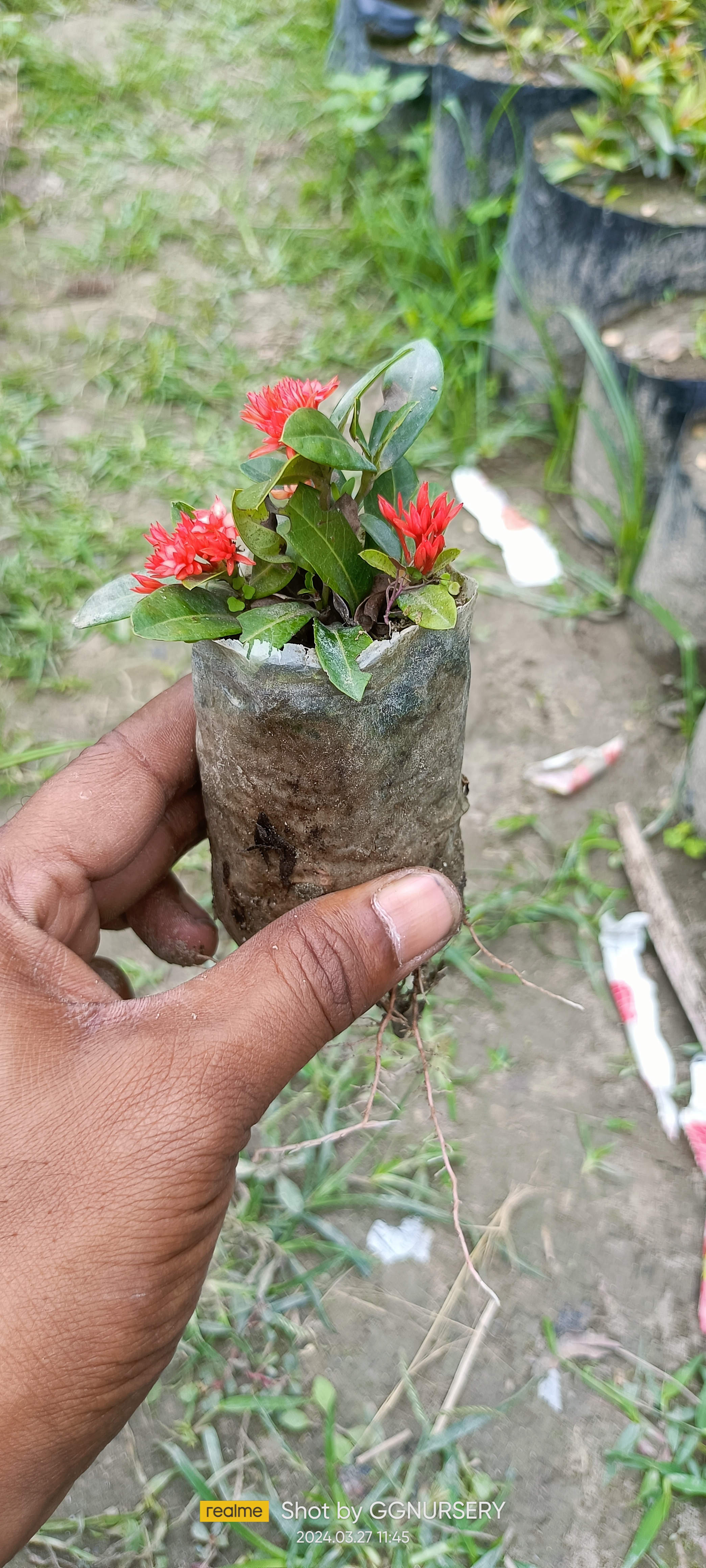 Ixora Mini Dwarf Sapling (100 Pcs.)