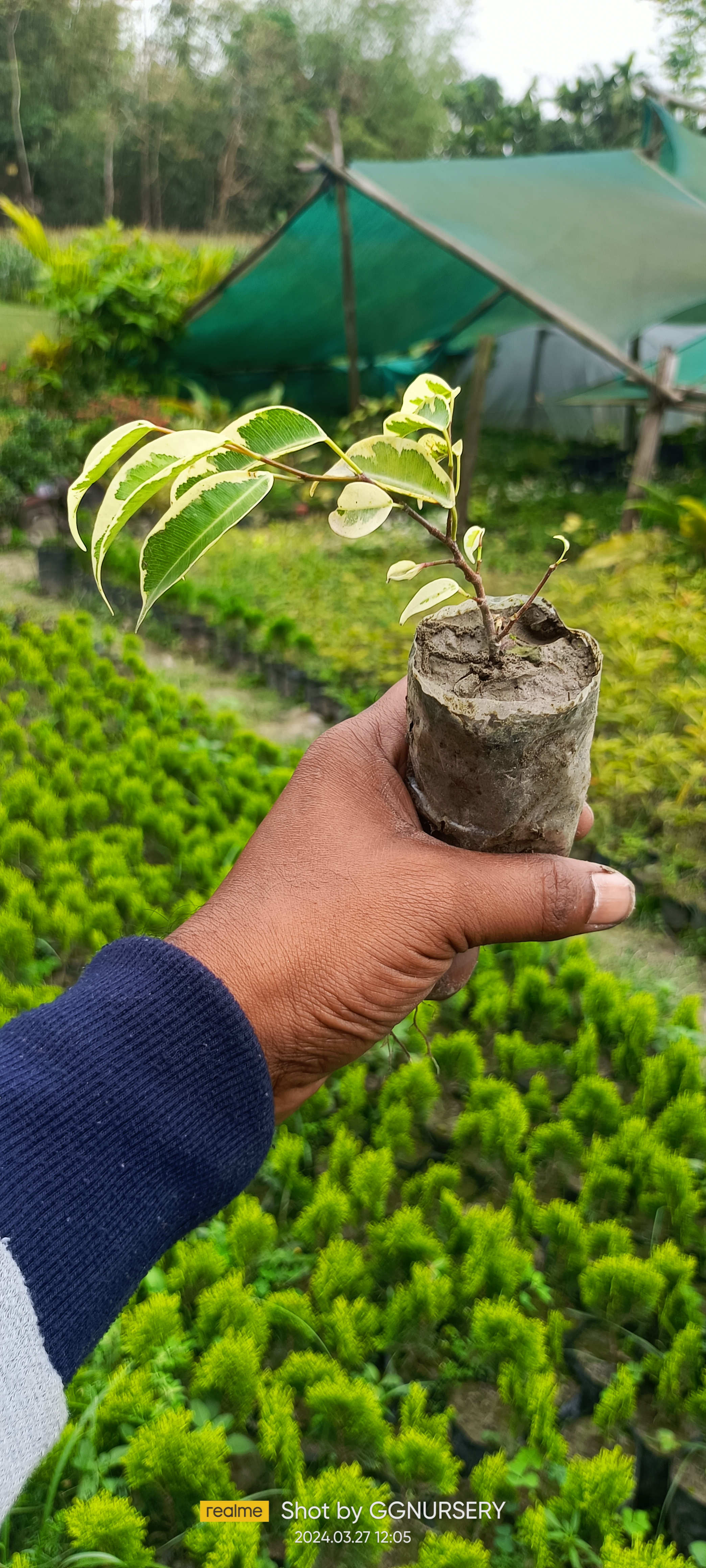 Ficus Benjamina -Starlight Sapling (100 Pcs.)