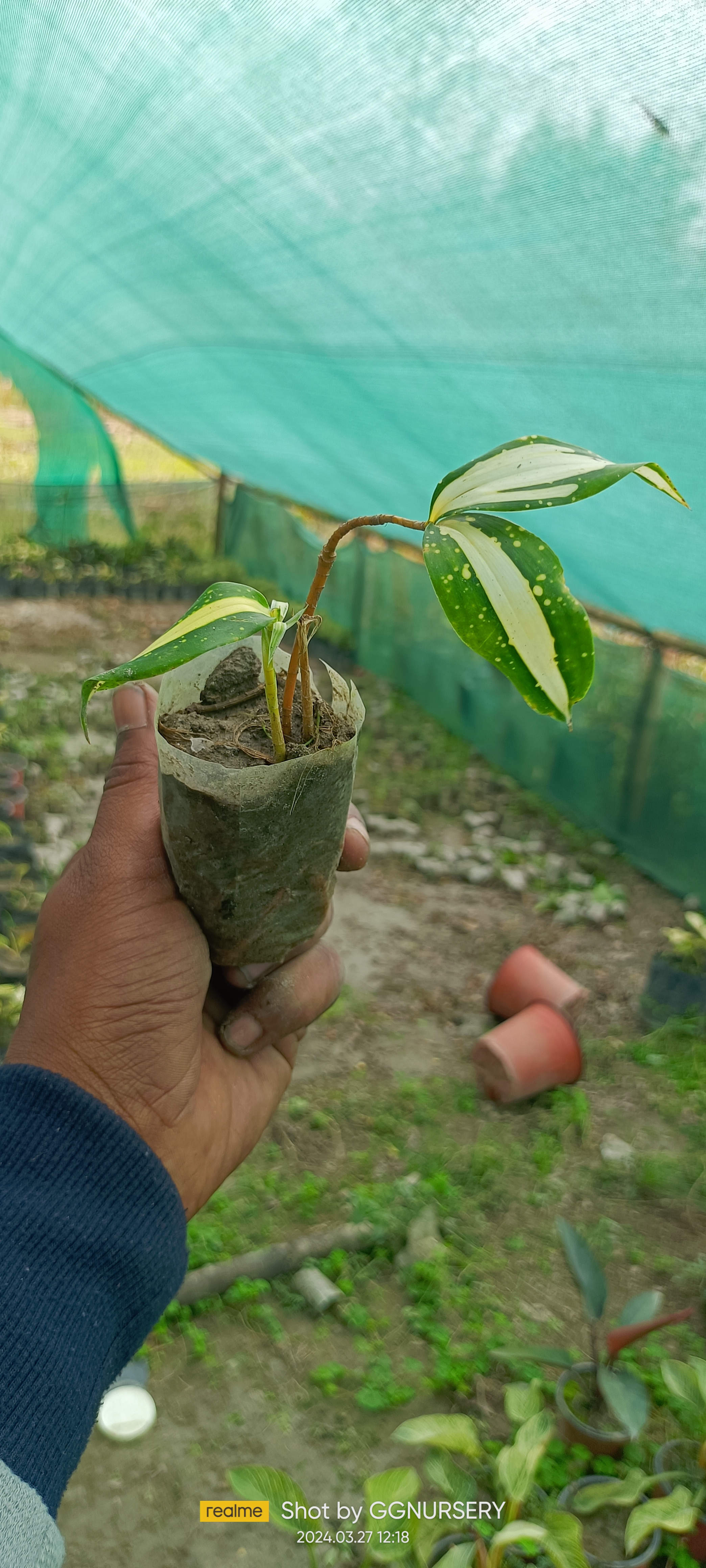 Dracaena Surculosa (Milky Way) Sapling (100 Pcs.)