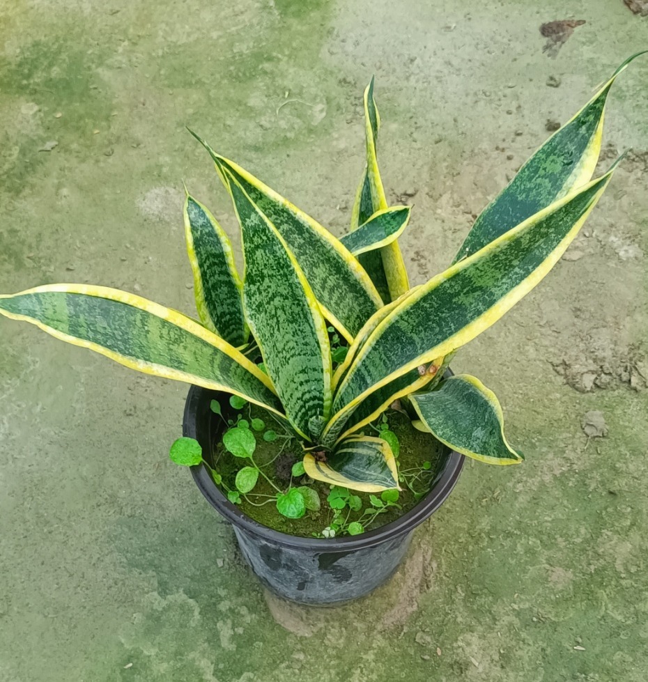 Sansevieria trifasciata