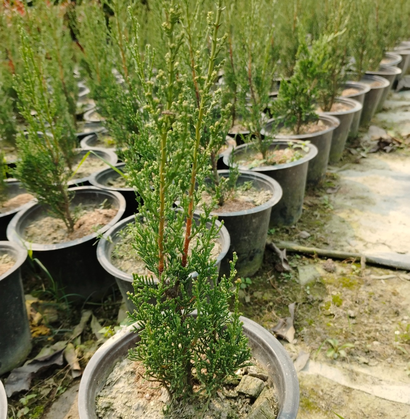 Italian Cypress ( 50 Pcs.)